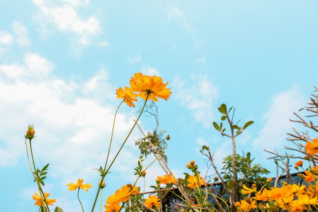 青い空、自然の背景とドアの外の黄色のコスモスの花フィールド。