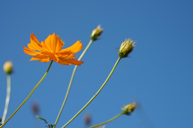 Yellow cosmos flowers in a flower garden