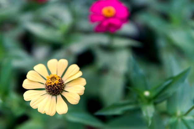 Yellow Cosmos flowers on green background