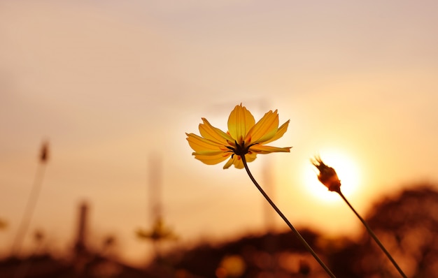 日光の下で黄色のコスモスの花