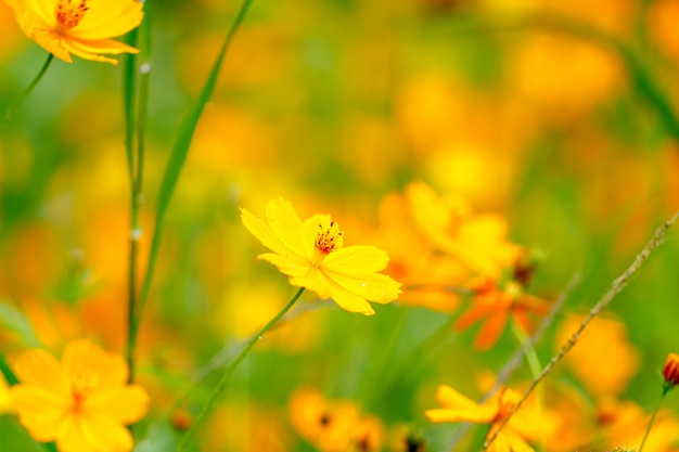 黄色のコスモスの花