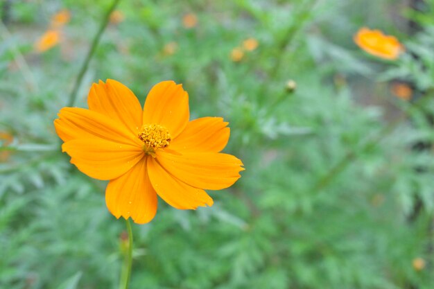 Yellow cosmos