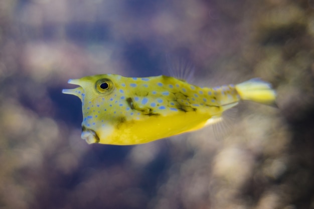 Yellow cow fish