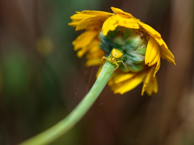 Photo yellow crab spider in its natural environment