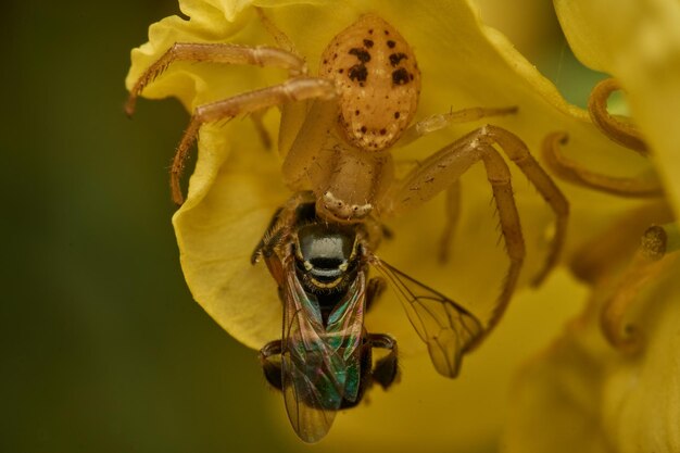 A yellow crab spider with its prey on a yellow flower