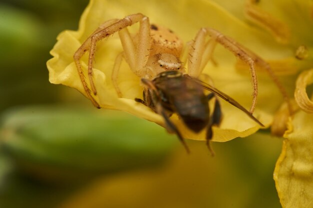 Желтый краб-паук с добычей на желтом цвете