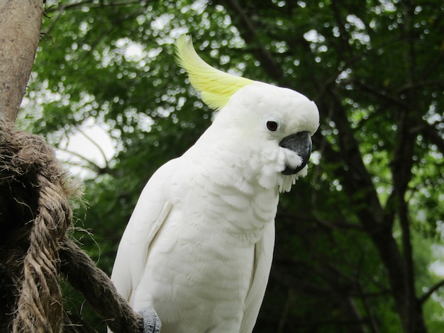 Photo yellow-crested cockatoo