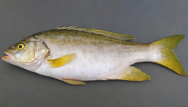 Yellow Croaker Fish