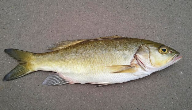 Yellow Croaker Fish