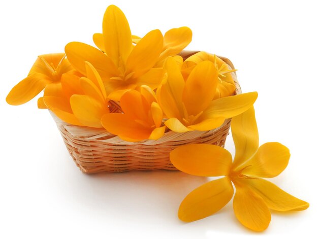 Yellow Crocus in a basket over white background