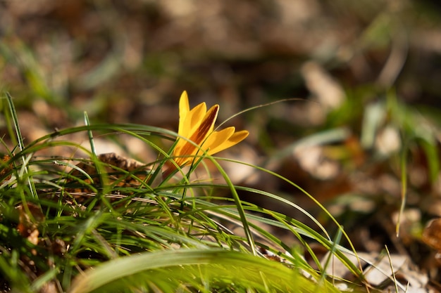 Yellow crocus close-up. The first spring flowers bloomed in the forest. Beautiful natural background