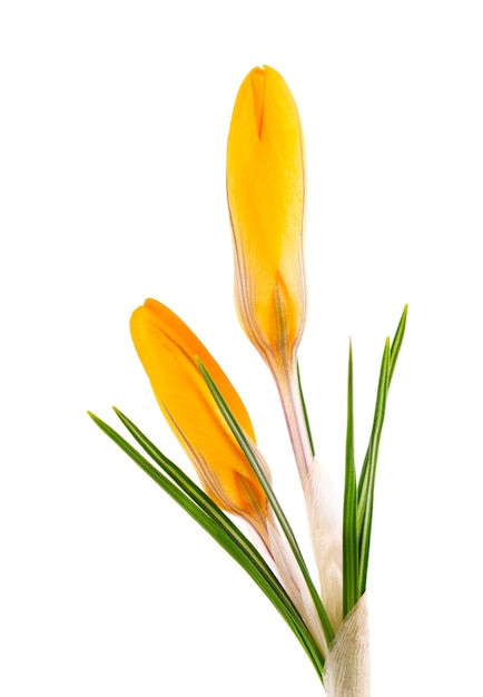 Yellow crocus flower isolated on white surface