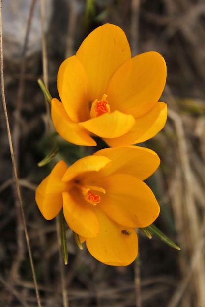 Yellow crocus in flower in spring