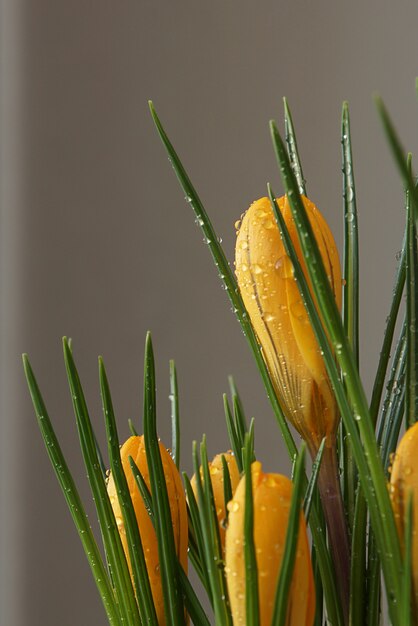 灰色の背景に水滴と黄色のクロッカスの花。