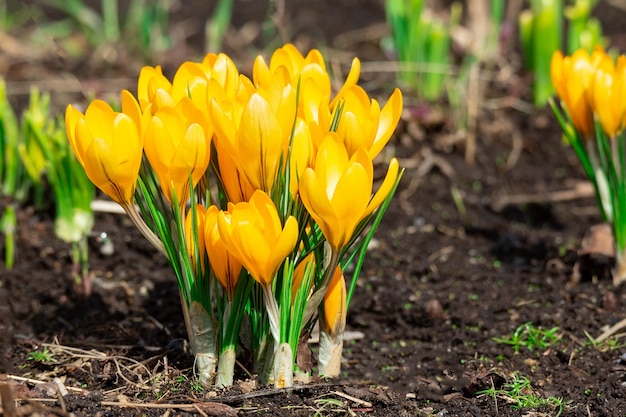 Yellow crocus flowers