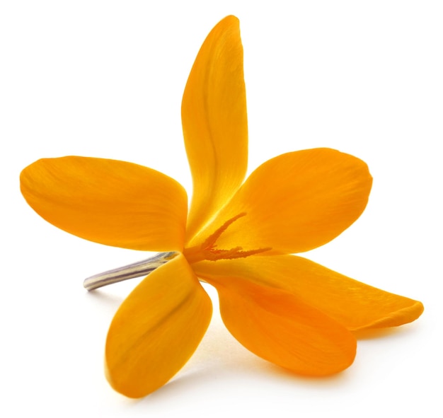 Yellow Crocus or Saffron over white background