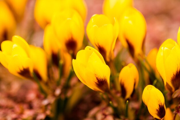 Yellow crocus in spring garden.