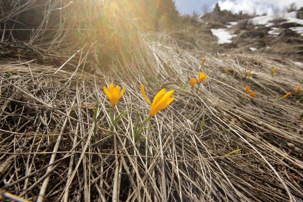 Yellow Crocus