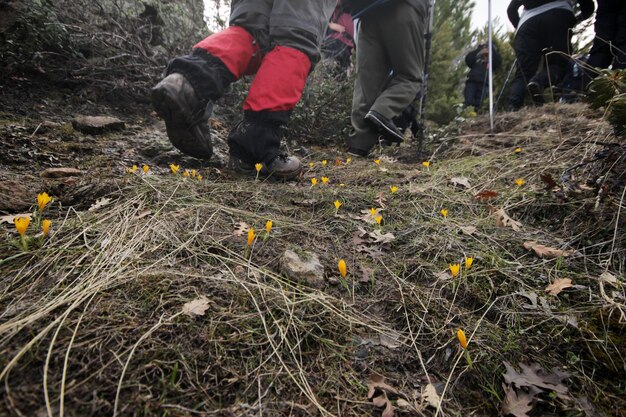 yellow crocuses blooming in spring