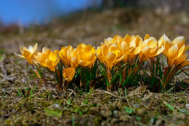 Yellow crocuses in the early spring