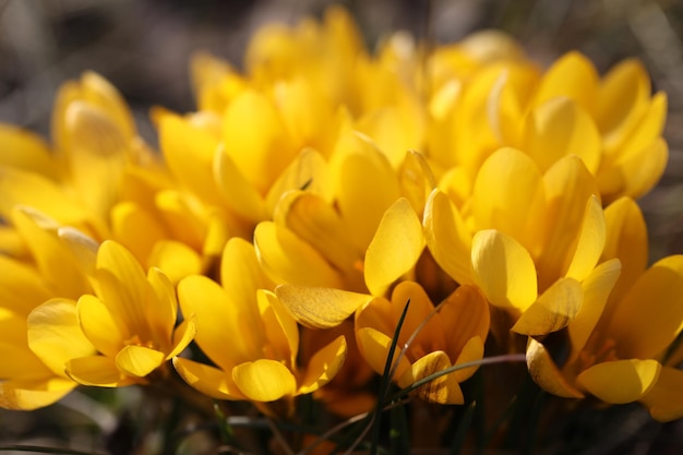 yellow crocuses