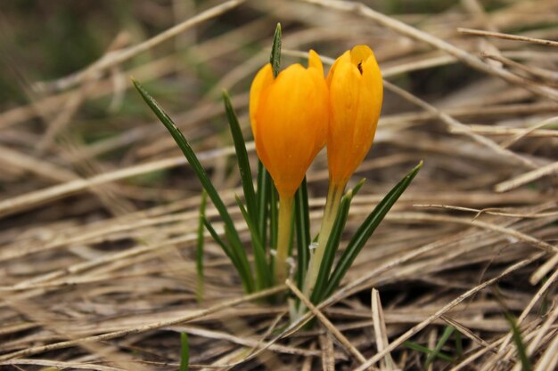 Yellow crocuses