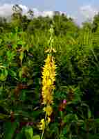 Photo yellow crotalaria juncea rattlepods flower in the field with beautiful tree background