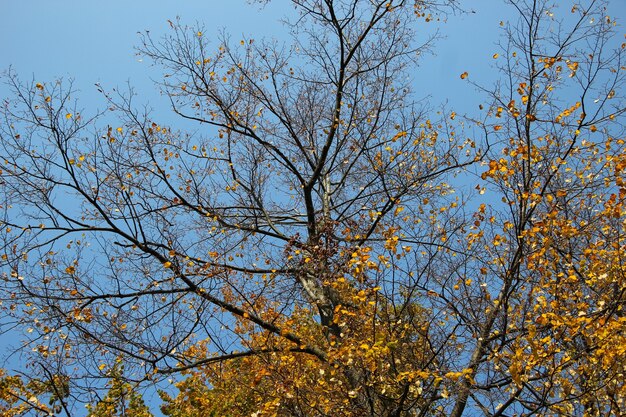 Yellow crown of poplar halfflied