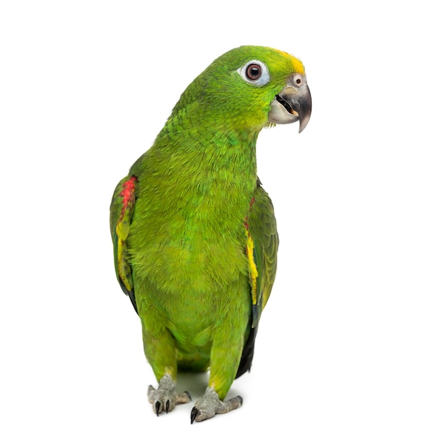 Yellow-crowned amazon, Amazona ochrocephala, in front of a white surface