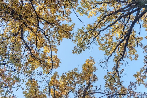 Yellow crowns of oaks against the sky. Bottom view