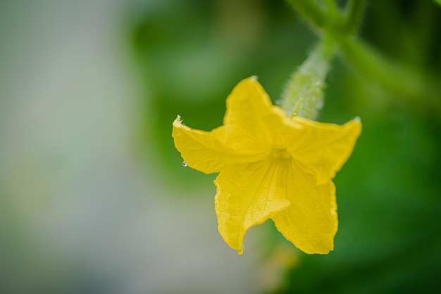 Yellow cucumber flower