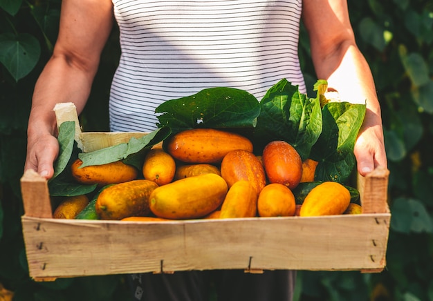 Yellow cucumbers in a wooden crate 