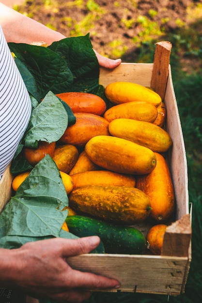 Photo yellow cucumbers in a wooden crate