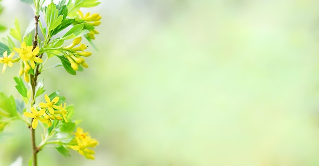 Foto ribes giallo in fiore