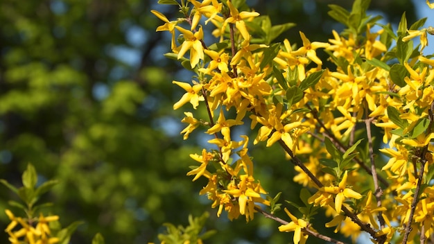 Yellow currant flowers on a branch