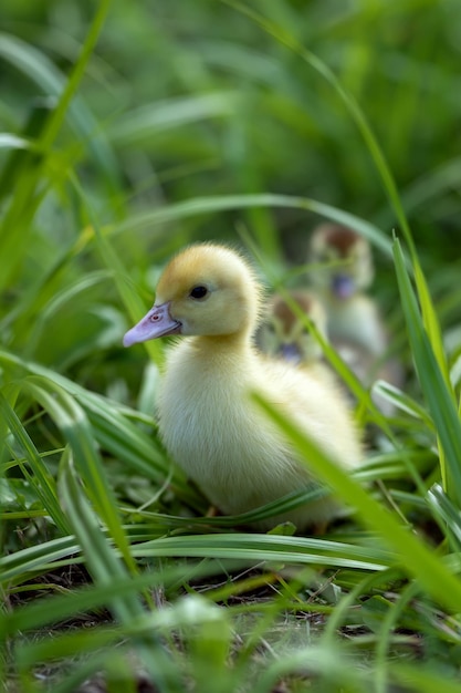 Yellow cute duckling running on meadow field in sunny day