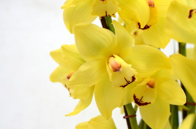 Yellow cymbidium flower on white background