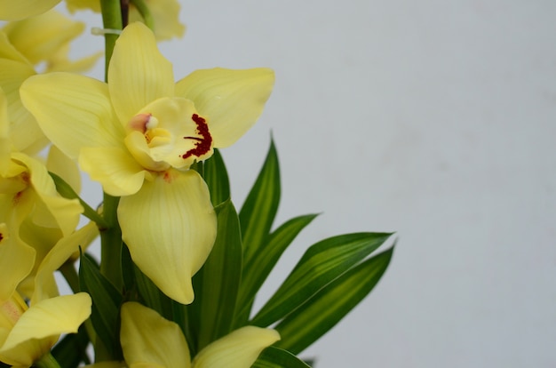 백색 bakcground에 노란 Cymbidium 꽃