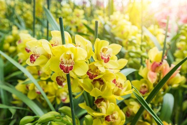 노란색 Cymbidium 난초에는 장식용 꽃 스파이크가 있습니다.