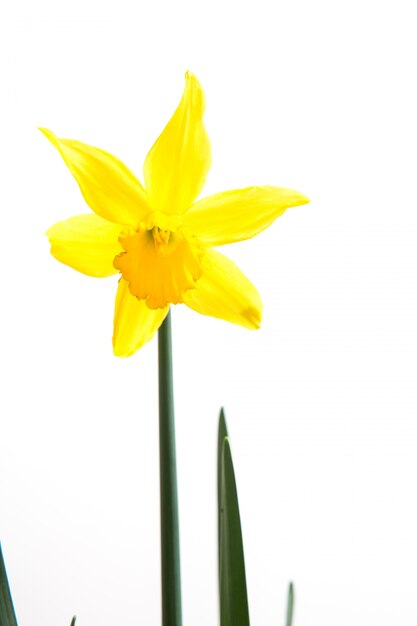 Narciso giallo in fiore