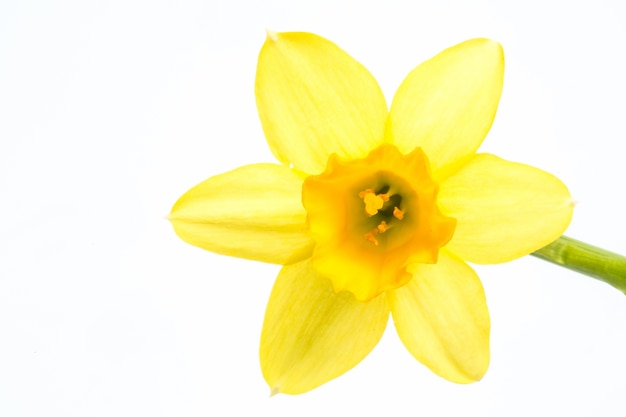 Yellow daffodil blooming with stem