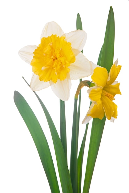 Yellow daffodil bouquet isolated on a white background.