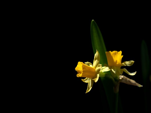 Yellow daffodil flower illuminated by the sun on a black background