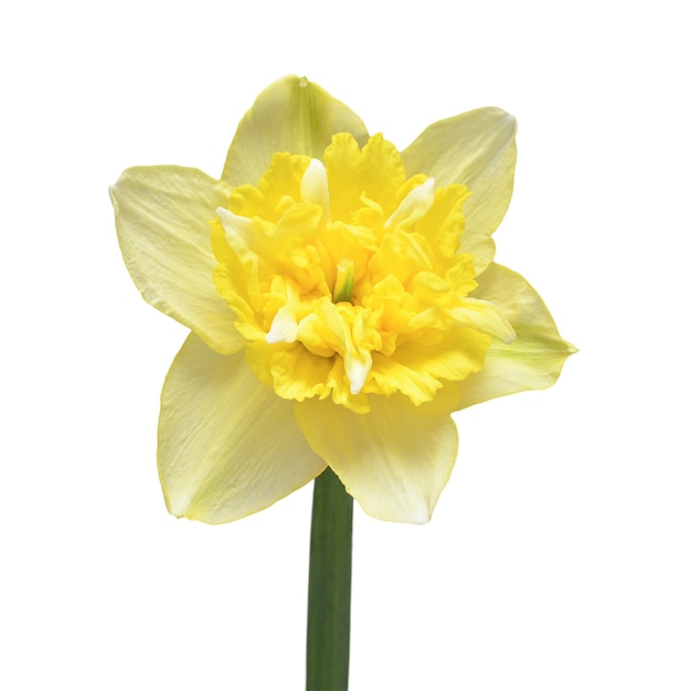 Yellow daffodil flower isolated on white background Flat lay top view