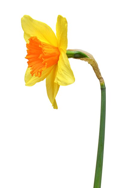 Photo yellow daffodil flower isolated on white background flat lay top view