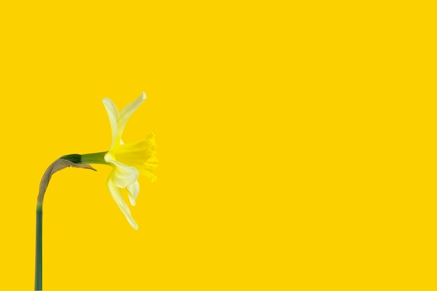 Yellow daffodil flower on the same background turned sideways