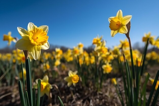 Yellow Daffodil Flowers Blooming in Spring