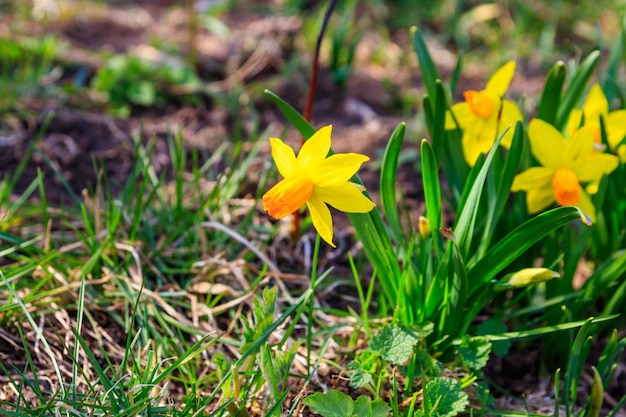 庭に黄色いナスリの花が花壇に美しいナルシサスが