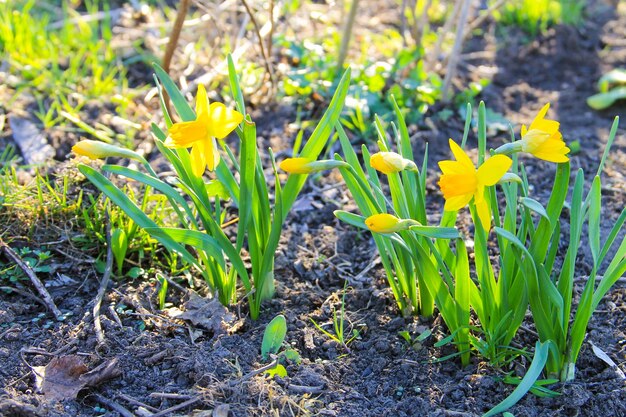 Yellow daffodil flowers in garden. Beautiful narcissus on flowerbed