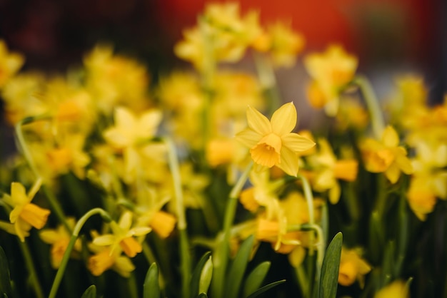 写真 フィールドの浅い深さの庭に生える黄色い水仙の花